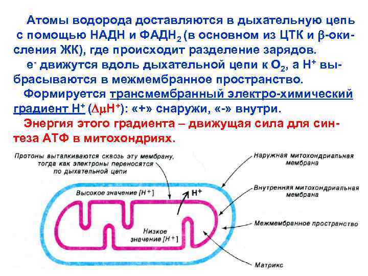Атомы водорода доставляются в дыхательную цепь с помощью НАДН и ФАДН 2 (в основном
