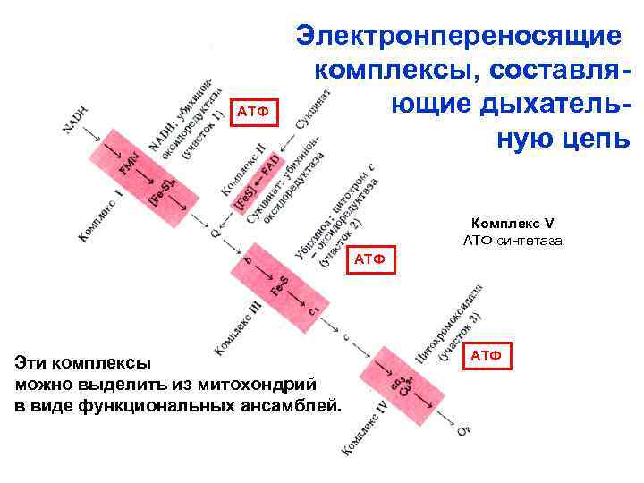 АТФ Электронпереносящие комплексы, составляющие дыхательную цепь Комплекс V АТФ синтетаза АТФ Эти комплексы можно