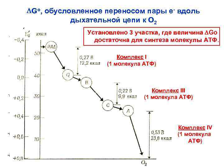 DGo, обусловленное переносом пары е- вдоль дыхательной цепи к О 2 Установлено 3 участка,