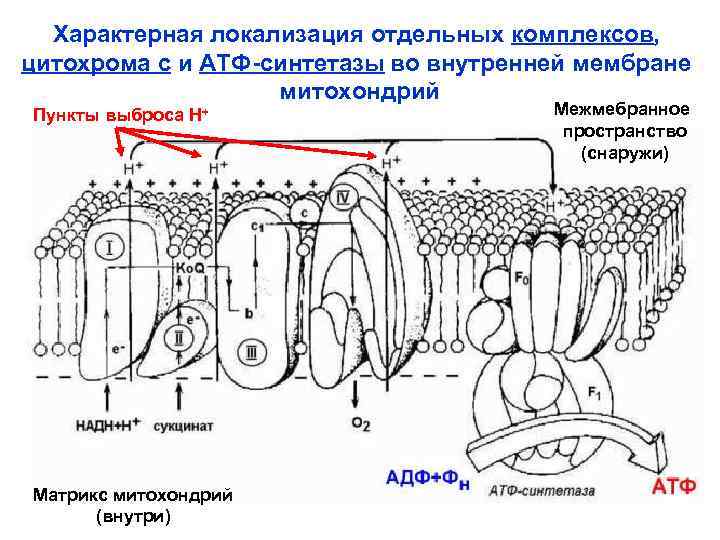 Характерная локализация отдельных комплексов, цитохрома с и АТФ-синтетазы во внутренней мембране митохондрий Пункты выброса