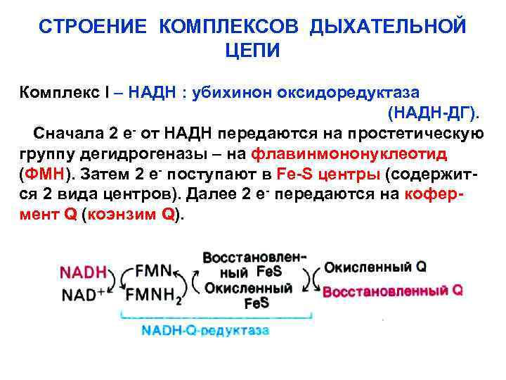 СТРОЕНИЕ КОМПЛЕКСОВ ДЫХАТЕЛЬНОЙ ЦЕПИ Комплекс I – НАДН : убихинон оксидоредуктаза (НАДН-ДГ). Сначала 2