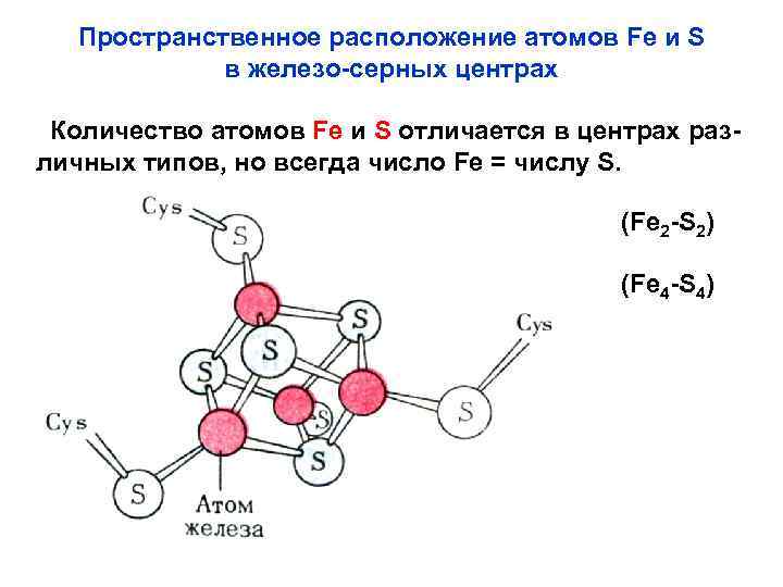 Пространственное расположение атомов Fe и S в железо-серных центрах Количество атомов Fe и S