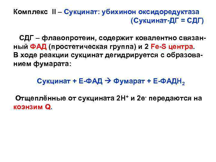 Комплекс II – Сукцинат: убихинон оксидоредуктаза (Сукцинат-ДГ = СДГ) СДГ – флавопротеин, содержит ковалентно