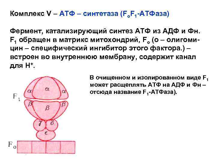 Комплекс V – АТФ – синтетаза (Fo. F 1 -АТФаза) Фермент, катализирующий синтез АТФ
