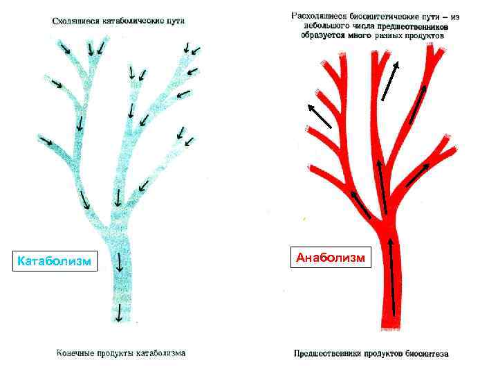 Катаболизм Анаболизм 