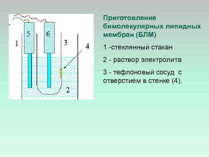 Приготовление бимолекулярных липидных мембран (БЛМ) 1 -стеклянный стакан 2 - раствор электролита 3 -