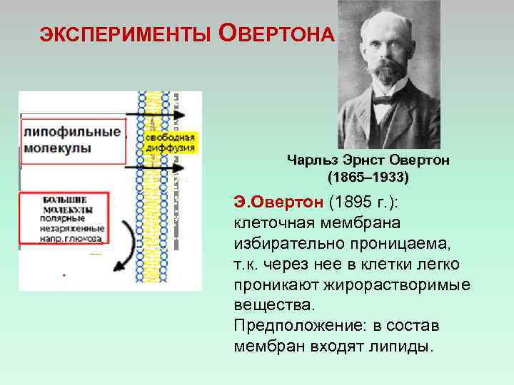ЭКСПЕРИМЕНТЫ ОВЕРТОНА Чарльз Эрнст Овертон (1865– 1933) Э. Овертон (1895 г. ): клеточная мембрана