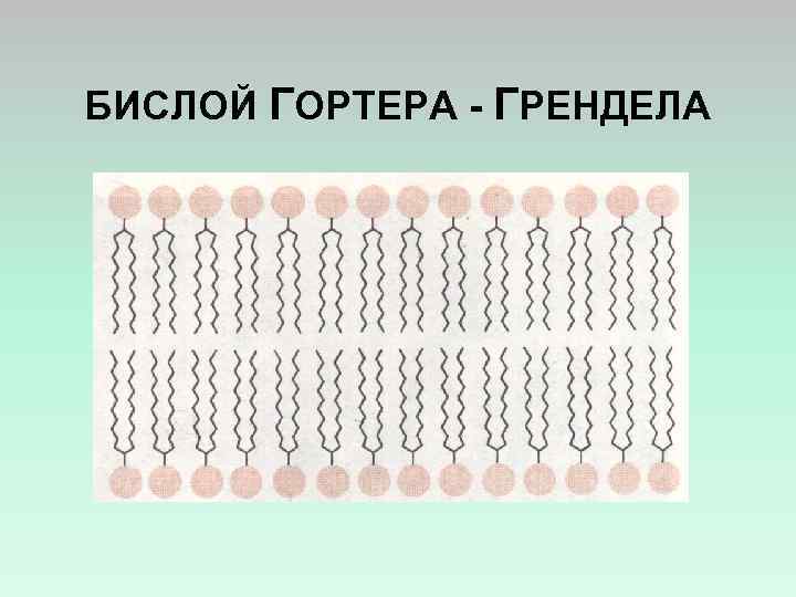 БИСЛОЙ ГОРТЕРА - ГРЕНДЕЛА 