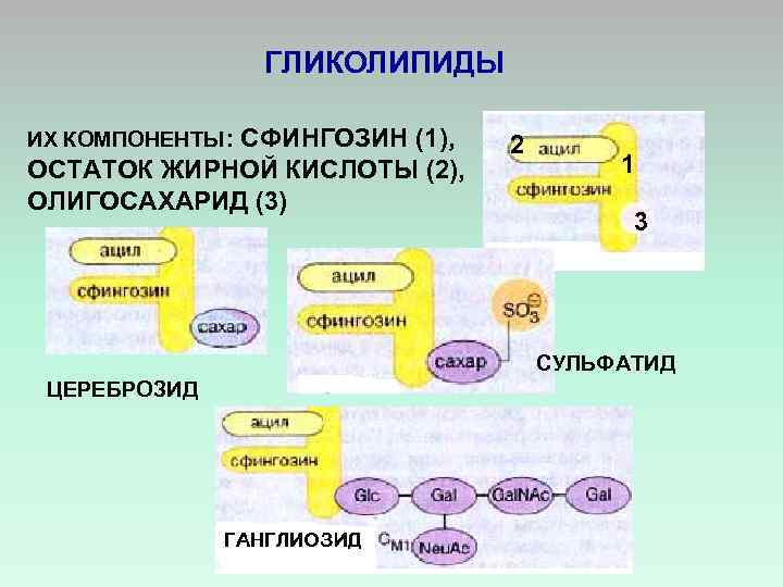 ГЛИКОЛИПИДЫ ИХ КОМПОНЕНТЫ: СФИНГОЗИН (1), ОСТАТОК ЖИРНОЙ КИСЛОТЫ (2), ОЛИГОСАХАРИД (3) 2 1 3