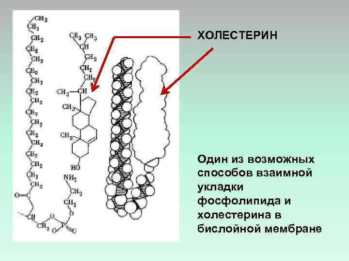ХОЛЕСТЕРИН Один из возможных способов взаимной укладки фосфолипида и холестерина в бислойной мембране 