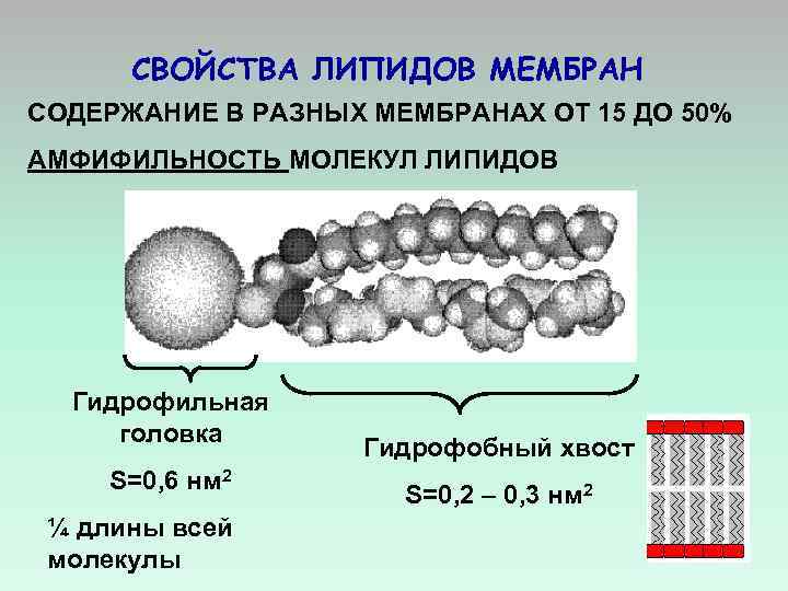 СВОЙСТВА ЛИПИДОВ МЕМБРАН СОДЕРЖАНИЕ В РАЗНЫХ МЕМБРАНАХ ОТ 15 ДО 50% АМФИФИЛЬНОСТЬ МОЛЕКУЛ ЛИПИДОВ