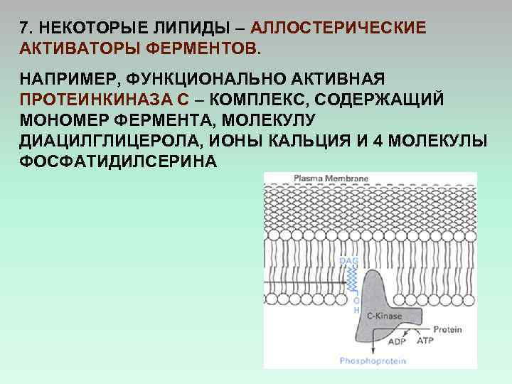 7. НЕКОТОРЫЕ ЛИПИДЫ – АЛЛОСТЕРИЧЕСКИЕ АКТИВАТОРЫ ФЕРМЕНТОВ. НАПРИМЕР, ФУНКЦИОНАЛЬНО АКТИВНАЯ ПРОТЕИНКИНАЗА С – КОМПЛЕКС,