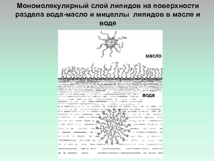 Мономолекулярный слой липидов на поверхности раздела вода-масло и мицеллы липидов в масле и воде