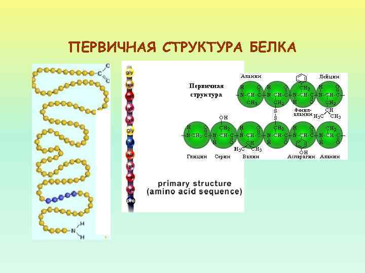 ПЕРВИЧНАЯ СТРУКТУРА БЕЛКА 