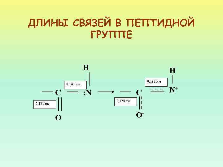 ДЛИНЫ СВЯЗЕЙ В ПЕПТИДНОЙ ГРУППЕ H H 0, 132 нм 0, 147 нм С