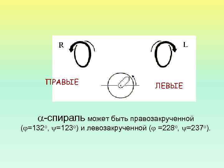 ПРАВЫЕ ЛЕВЫЕ -спираль может быть правозакрученной ( =132 о, =123 о) и левозакрученной (