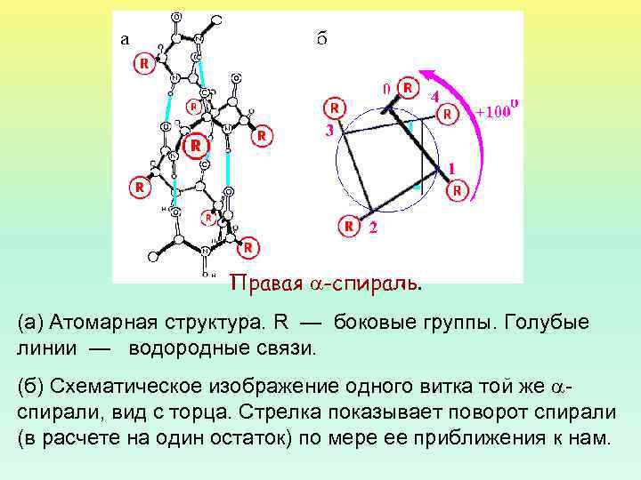 Правая -спираль. (а) Атомарная структура. R — боковые группы. Голубые линии — водородные связи.