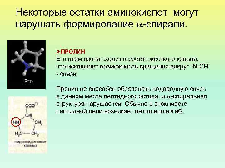 Некоторые остатки аминокислот могут нарушать формирование -спирали. ØПРОЛИН Его атом азота входит в состав