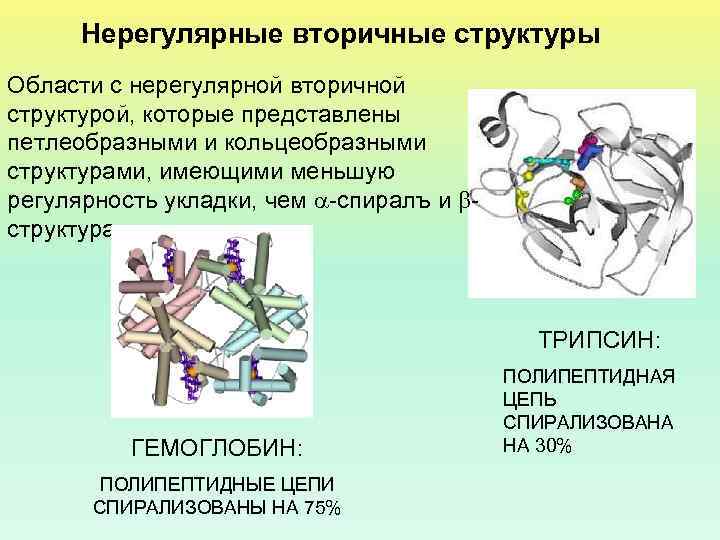 Нерегулярные вторичные структуры Области с нерегулярной вторичной структурой, которые представлены петлеобразными и кольцеобразными структурами,