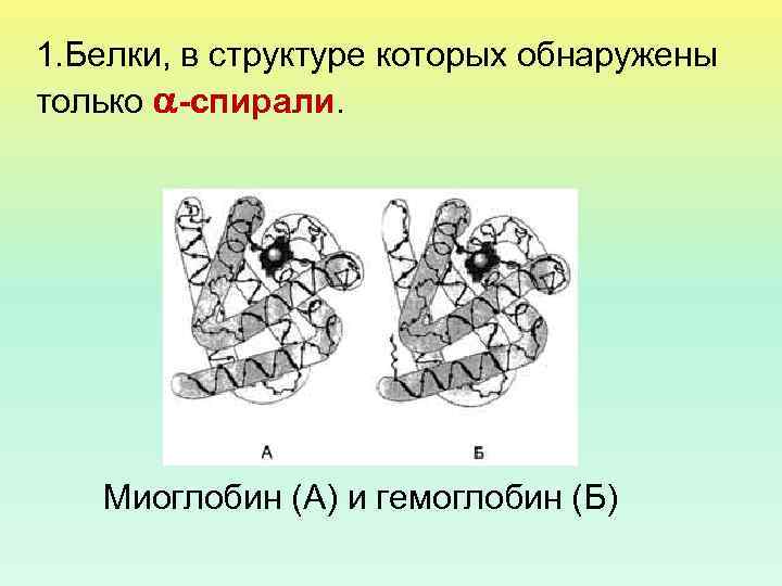 1. Белки, в структуре которых обнаружены только -спирали. Миоглобин (А) и гемоглобин (Б) 