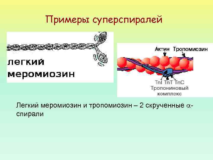 Примеры суперспиралей Легкий меромиозин и тропомиозин – 2 скрученные спирали 