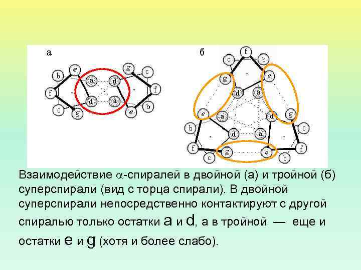 Взаимодействие -спиралей в двойной (а) и тройной (б) суперспирали (вид с торца спирали). В