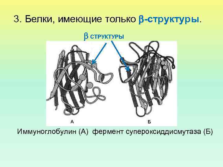 3. Белки, имеющие только -структуры. СТРУКТУРЫ Иммуноглобулин (А) фермент супероксиддисмутаза (Б) 
