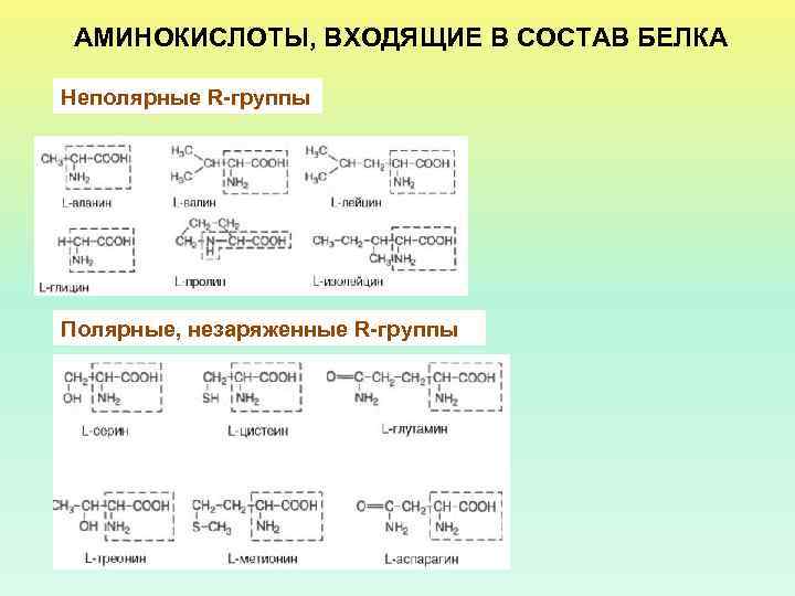 Аминокислоты входящие в состав белков. Аминокислоты входящие в состав белка. Полярные и неполярные белки. Полярные и неполярные аминокислоты. Классификация аминокислот входящих в состав белков.