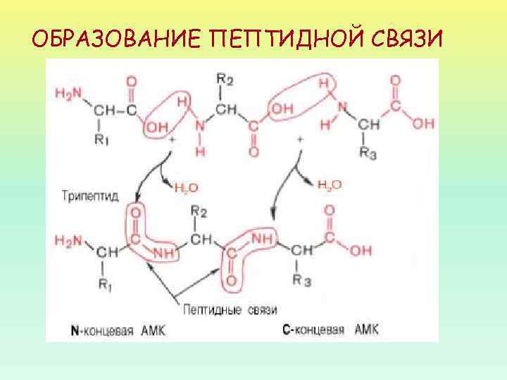 ОБРАЗОВАНИЕ ПЕПТИДНОЙ СВЯЗИ 