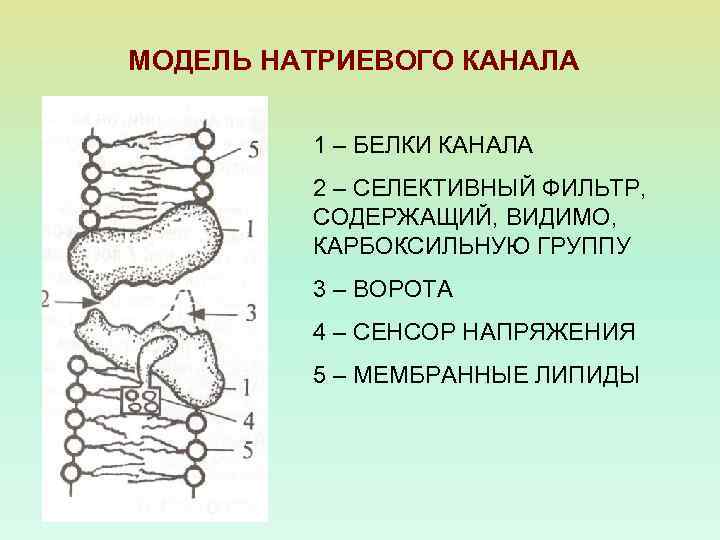 МОДЕЛЬ НАТРИЕВОГО КАНАЛА 1 – БЕЛКИ КАНАЛА 2 – СЕЛЕКТИВНЫЙ ФИЛЬТР, СОДЕРЖАЩИЙ, ВИДИМО, КАРБОКСИЛЬНУЮ