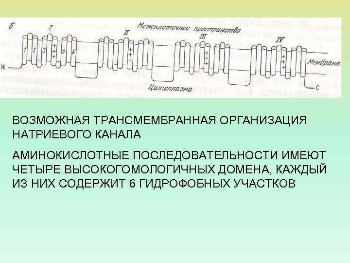 ВОЗМОЖНАЯ ТРАНСМЕМБРАННАЯ ОРГАНИЗАЦИЯ НАТРИЕВОГО КАНАЛА АМИНОКИСЛОТНЫЕ ПОСЛЕДОВАТЕЛЬНОСТИ ИМЕЮТ ЧЕТЫРЕ ВЫСОКОГОМОЛОГИЧНЫХ ДОМЕНА, КАЖДЫЙ ИЗ НИХ