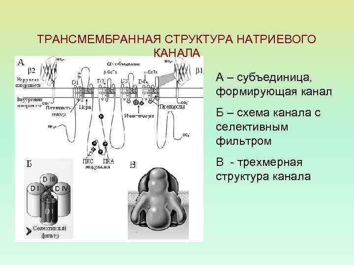 ТРАНСМЕМБРАННАЯ СТРУКТУРА НАТРИЕВОГО КАНАЛА А – субъединица, формирующая канал Б – схема канала с