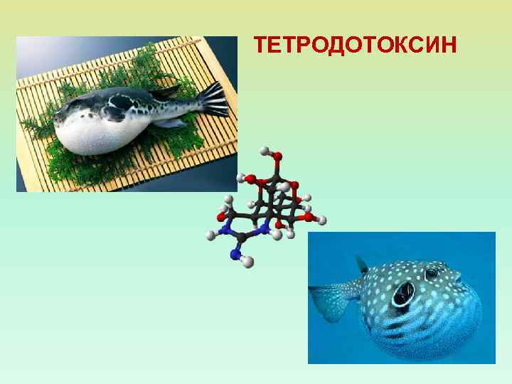 ТЕТРОДОТОКСИН 