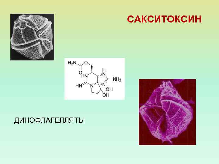 САКСИТОКСИН ДИНОФЛАГЕЛЛЯТЫ 