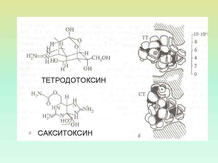 ТЕТРОДОТОКСИН САКСИТОКСИН 