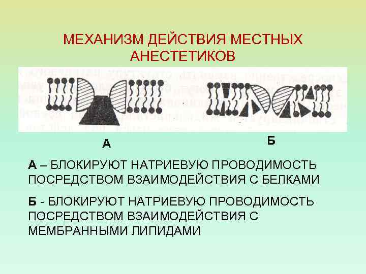МЕХАНИЗМ ДЕЙСТВИЯ МЕСТНЫХ АНЕСТЕТИКОВ А Б А – БЛОКИРУЮТ НАТРИЕВУЮ ПРОВОДИМОСТЬ ПОСРЕДСТВОМ ВЗАИМОДЕЙСТВИЯ С