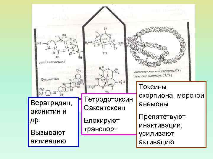 Вератридин, аконитин и др. Вызывают активацию Токсины скорпиона, морской Тетродотоксин анемоны Сакситоксин Препятствуют Блокируют