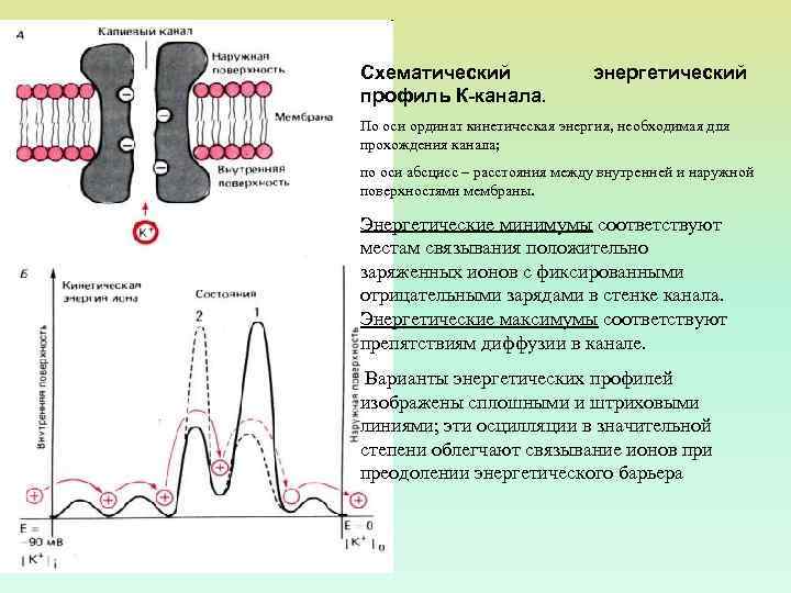 Схематический профиль К-канала. энергетический По оси ординат кинетическая энергия, необходимая для прохождения канала; по