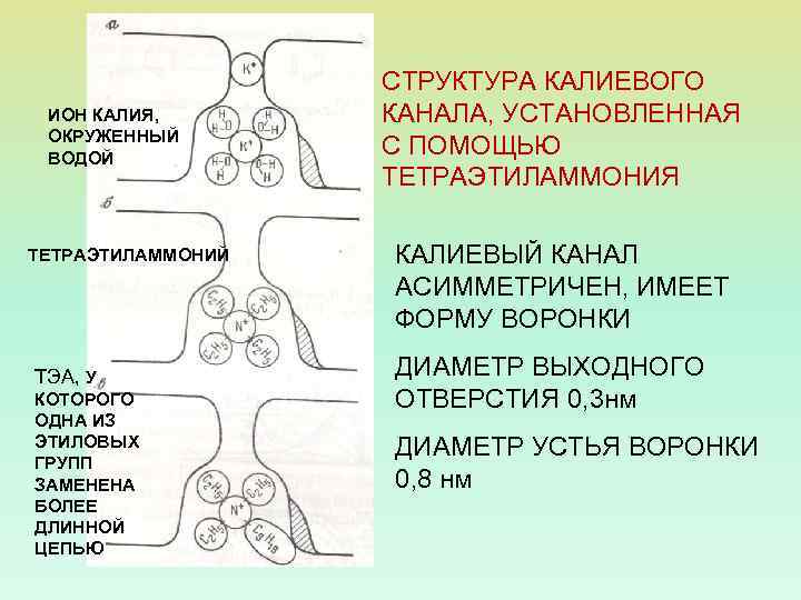 ИОН КАЛИЯ, ОКРУЖЕННЫЙ ВОДОЙ ТЕТРАЭТИЛАММОНИЙ ТЭА, У КОТОРОГО ОДНА ИЗ ЭТИЛОВЫХ ГРУПП ЗАМЕНЕНА БОЛЕЕ