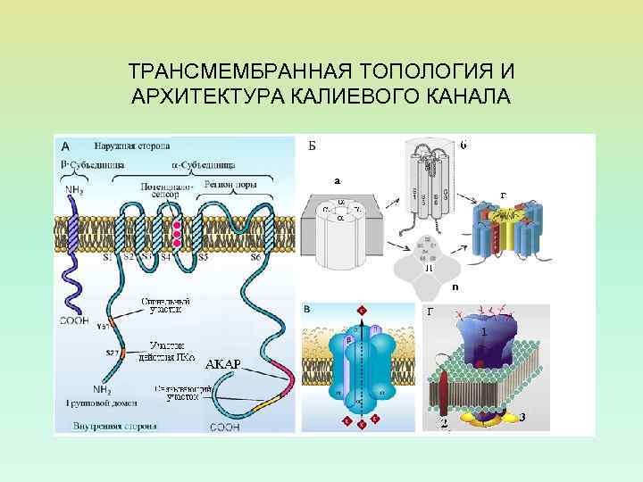 ТРАНСМЕМБРАННАЯ ТОПОЛОГИЯ И АРХИТЕКТУРА КАЛИЕВОГО КАНАЛА 