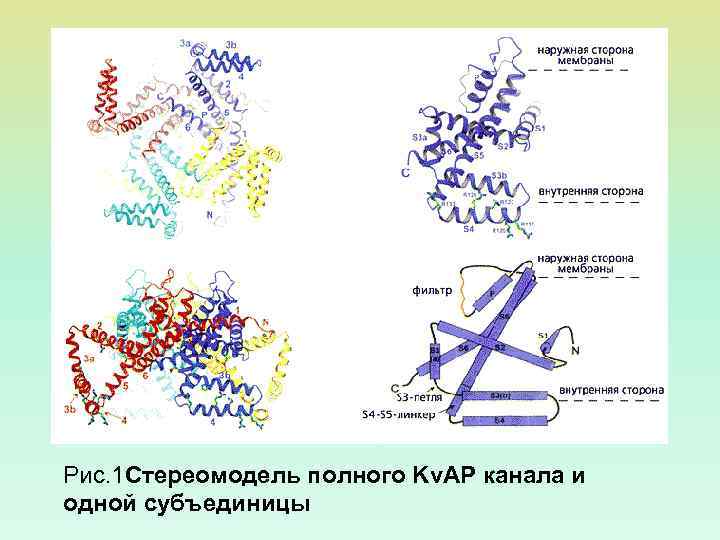 Рис. 1 Стереомодель полного Kv. AP канала и одной субъединицы 