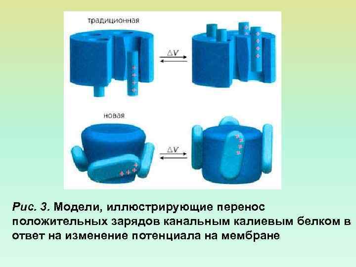 Рис. 3. Модели, иллюстрирующие перенос положительных зарядов канальным калиевым белком в ответ на изменение