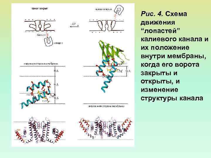 Рис. 4. Схема движения “лопастей” калиевого канала и их положение внутри мембраны, когда его