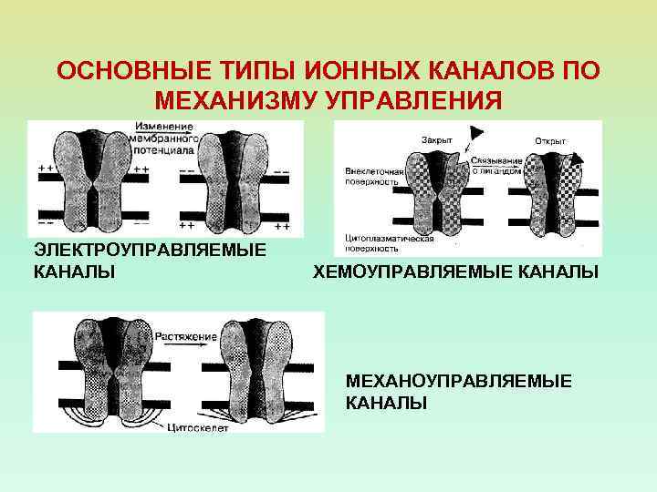 ОСНОВНЫЕ ТИПЫ ИОННЫХ КАНАЛОВ ПО МЕХАНИЗМУ УПРАВЛЕНИЯ ЭЛЕКТРОУПРАВЛЯЕМЫЕ КАНАЛЫ ХЕМОУПРАВЛЯЕМЫЕ КАНАЛЫ МЕХАНОУПРАВЛЯЕМЫЕ КАНАЛЫ 