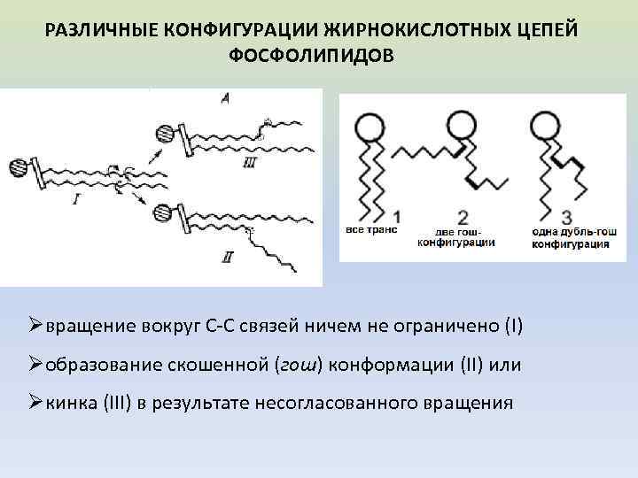 РАЗЛИЧНЫЕ КОНФИГУРАЦИИ ЖИРНОКИСЛОТНЫХ ЦЕПЕЙ ФОСФОЛИПИДОВ Øвращение вокруг С-С связей ничем не ограничено (I) Øобразование