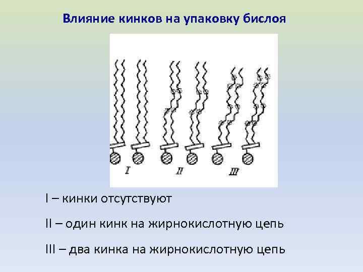 Влияние кинков на упаковку бислоя I – кинки отсутствуют II – один кинк на