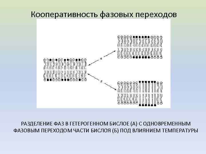 Каким номером на рисунке обозначена структура в состав которой входит липидный бислой хлоропласт