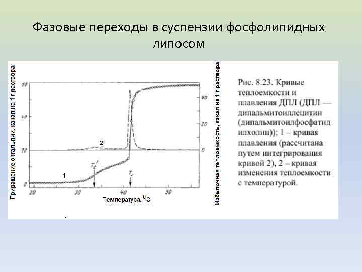 Фазовые переходы в суспензии фосфолипидных липосом 