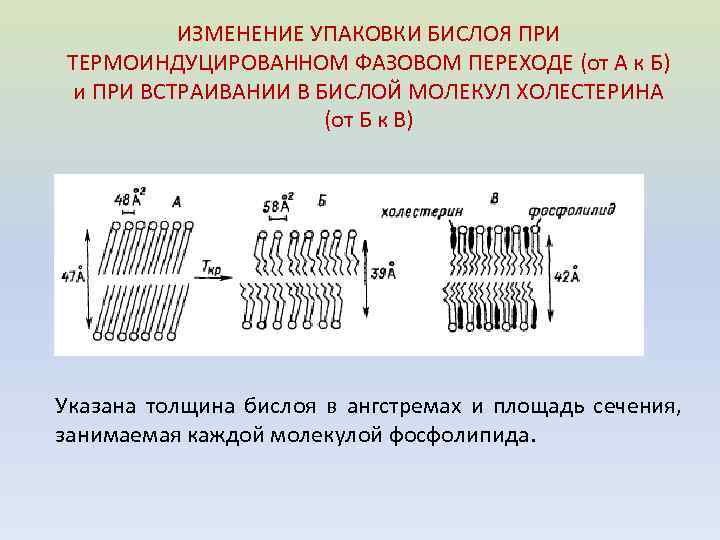 ИЗМЕНЕНИЕ УПАКОВКИ БИСЛОЯ ПРИ ТЕРМОИНДУЦИРОВАННОМ ФАЗОВОМ ПЕРЕХОДЕ (от А к Б) и ПРИ ВСТРАИВАНИИ