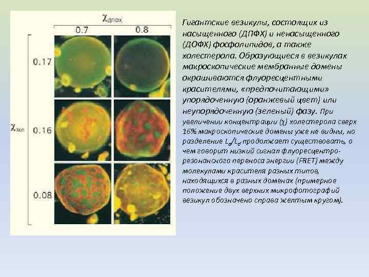 Гигантские везикулы, состоящих из насыщенного (ДПФХ) и ненасыщенного (ДОФХ) фосфолипидов, а также холестерола. Образующиеся